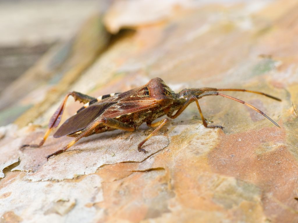 Leptoglossus occidentalis Heidemann, 1910